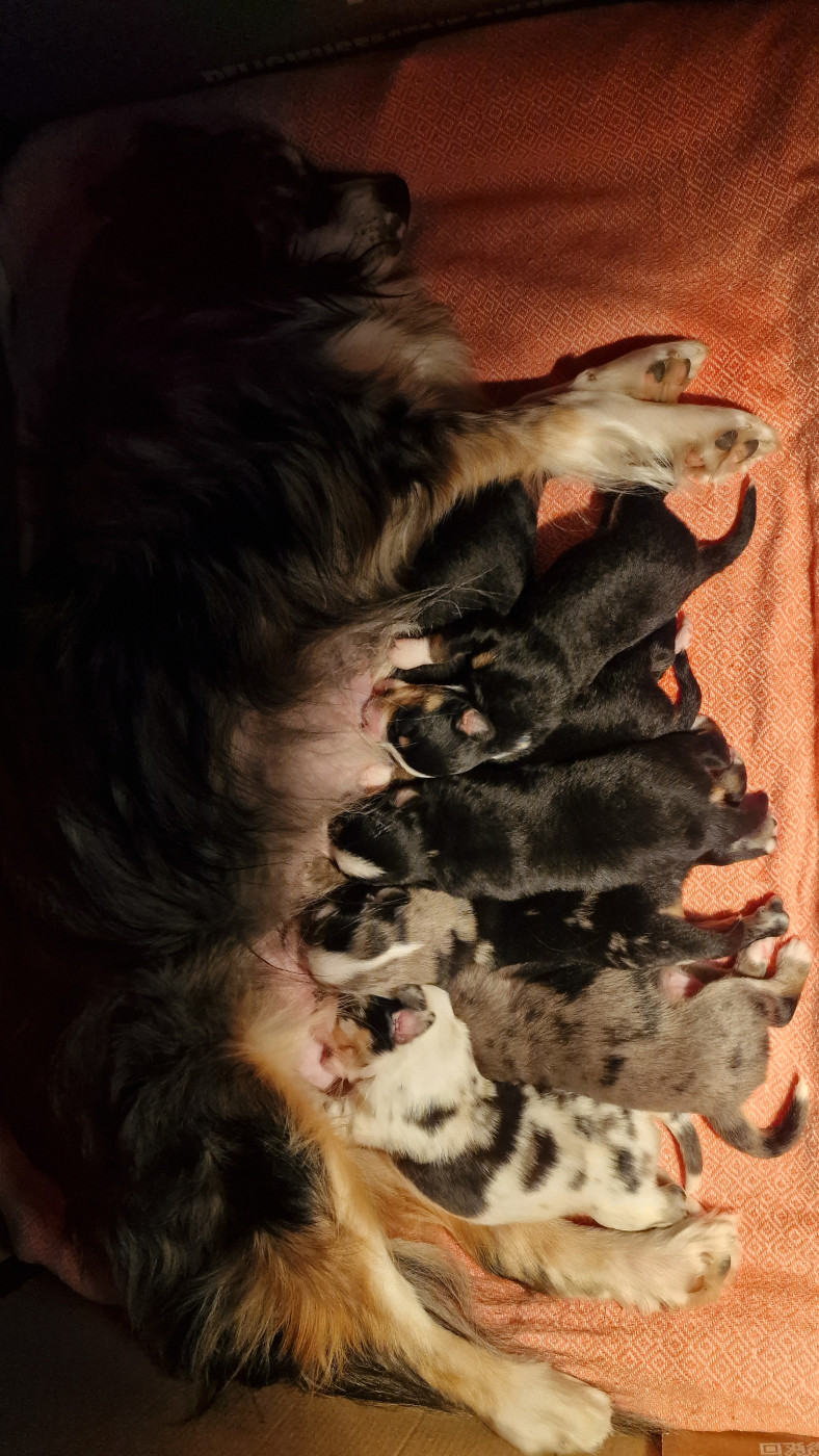 Chiot Berger Américain Miniature  La Tribu Gourmande