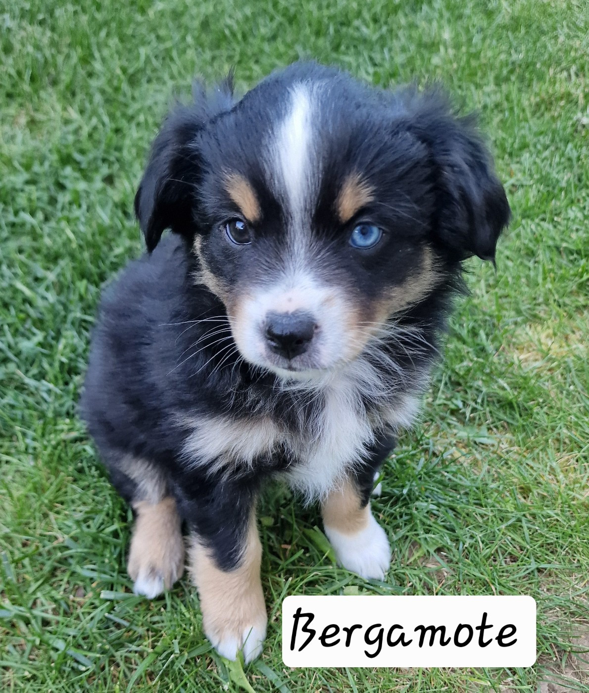La Tribu Gourmande - Chiots disponibles - Berger Américain Miniature 