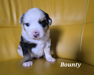 Bounty
