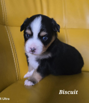 Biscuit