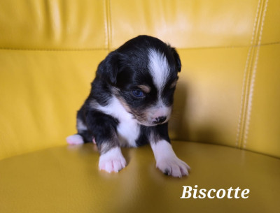 Biscotte
