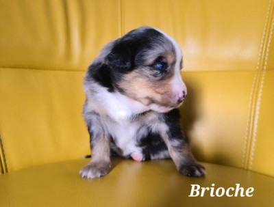 Brioche