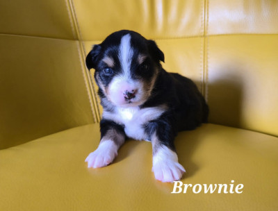 Brownie