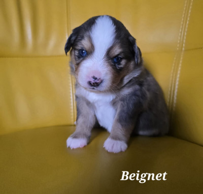 Beignet
